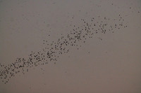 Mexican Freetailed Bats 0170