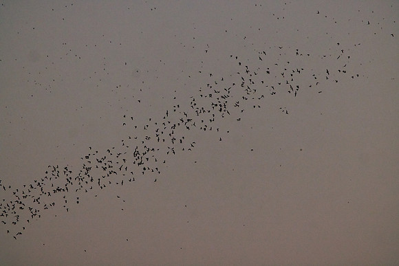 Mexican Freetailed Bats 0170