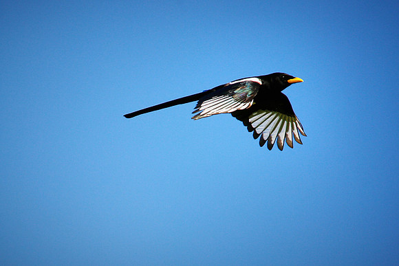 17_0_660_1yellow_billed_magpie_276_1_12x18_saved4web