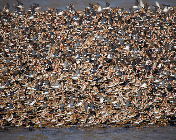 Sandpiper off Hwy37 Bolinas Birds 1-366 16x20 copy