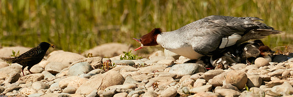 Birds April 2020  216