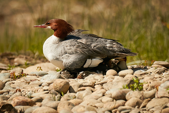 Birds April 2020  165