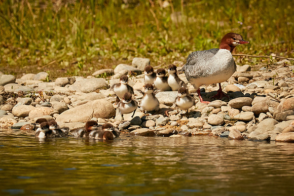 Birds April 2020  307