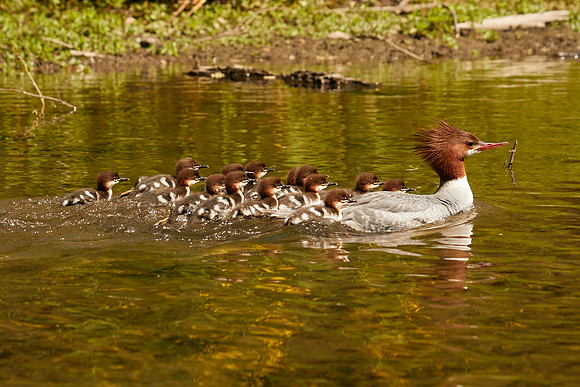 Birds April 2020  537