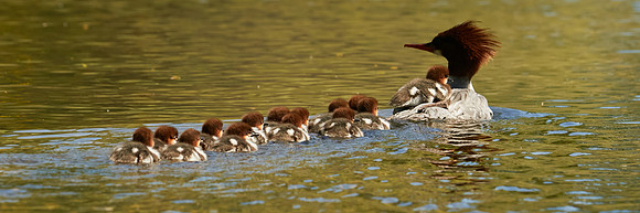 Birds April 2020  595