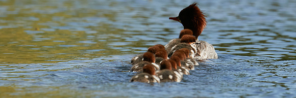 Birds April 2020  608