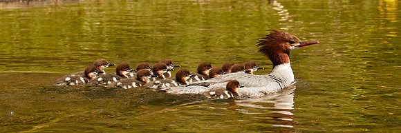 Birds April 2020  548