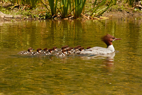 Birds April 2020  562