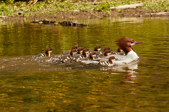 Birds April 2020  539