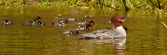 Birds April 2020  512