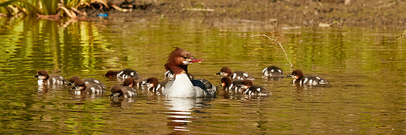 Birds April 2020  481 1