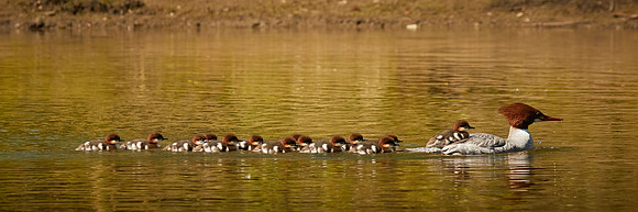 Birds April 2020  404 1