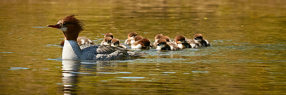 Birds April 2020  389 1