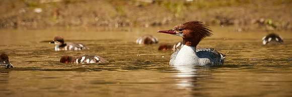 Birds April 2020  378 1