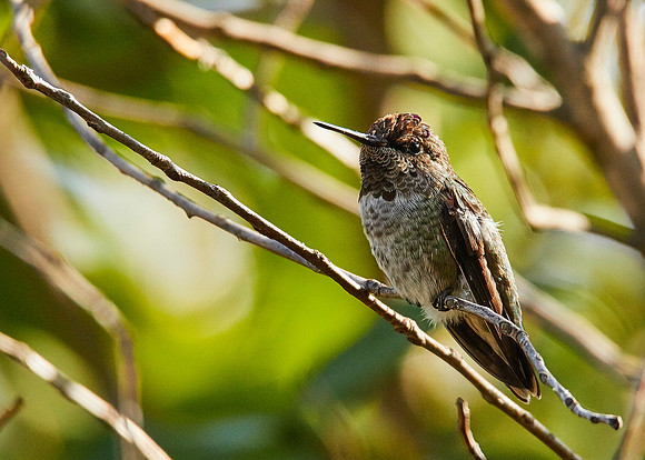 Hummingbird Nov Birds 005
