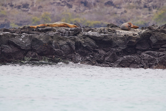 Galapagos Day 4 Floreana Walk 1077