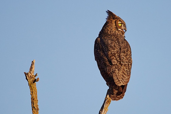 2_0_787_1gho_owl_155esp_