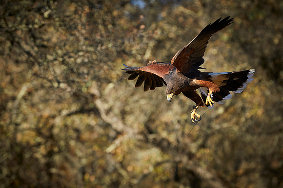 Falconry 289