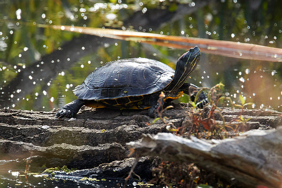 Large River Turtle