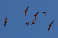 Mexican Freetailed Bats 0120