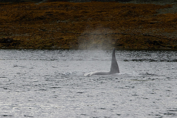 Metlakatla 1-057