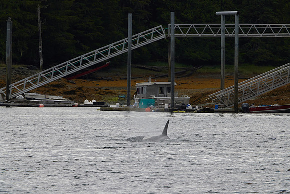 Metlakatla 1-060