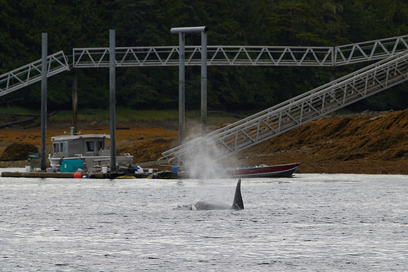 Metlakatla 1-063