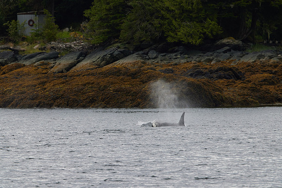 Metlakatla 1-073