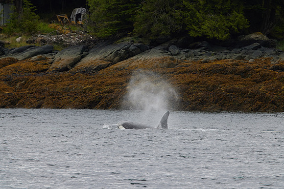 Metlakatla 1-078