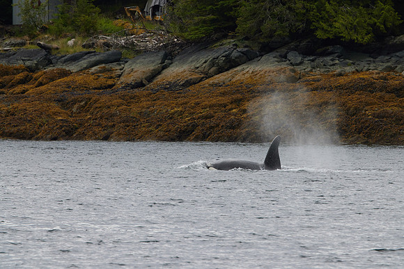 Metlakatla 1-079