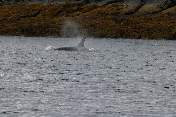 Metlakatla 1-083