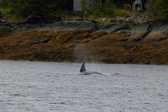 Metlakatla 1-084