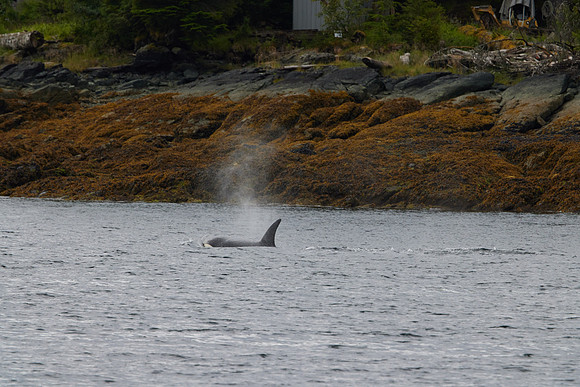 Metlakatla 1-086