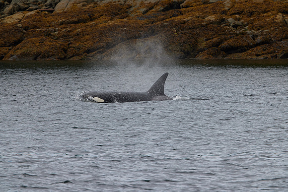 Metlakatla 1-093