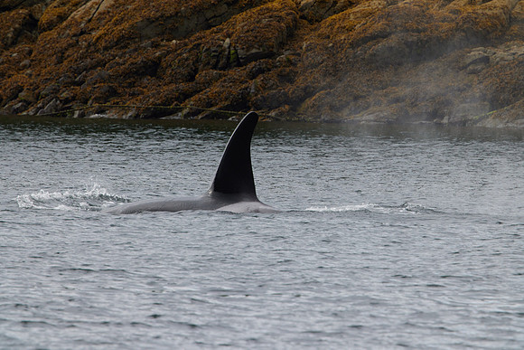 Metlakatla 1-096