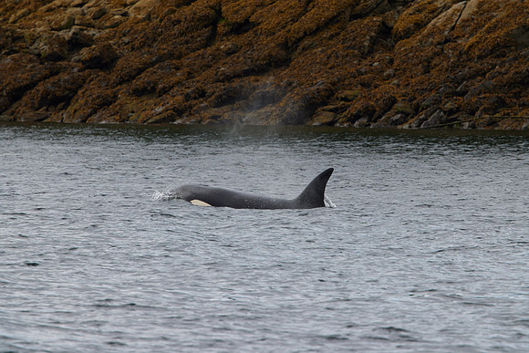Metlakatla 1-099