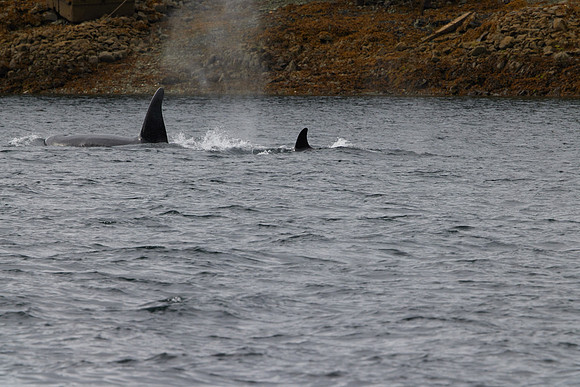 Metlakatla 1-111
