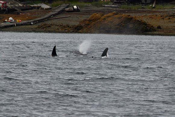 Metlakatla 1-115