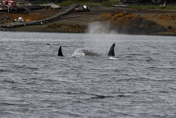 Metlakatla 1-116
