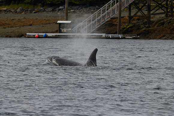 Metlakatla 1-126