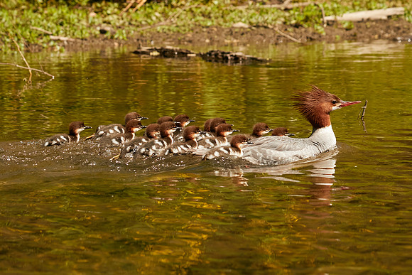 Birds April 2020  537