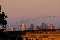 Mexican Freetailed Bats 0088