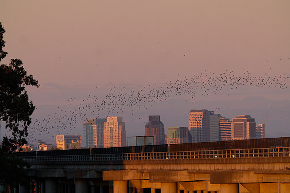 Mexican Freetailed Bats 0088