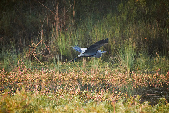 LKR Birding-2-050