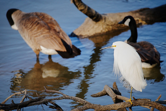 21_0_661_1snowy_egret_030_1800x1200_s4web