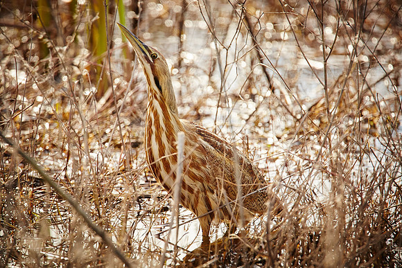 11_0_677_1american_bittern_vic_fasio_272_1