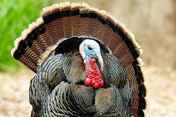 6_0_720_1river_bend_turkeys_005_1snappy_colors