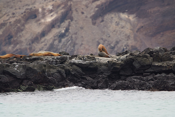 Galapagos Day 4 Floreana Walk 1069