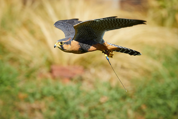 Falconry 677