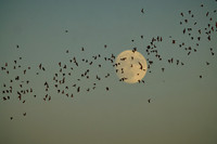 Mexican Freetailed Bats 0056
